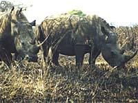 southafrica rhinos in hluhluwe